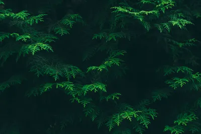 Green Wallpapers: Free HD Download [500+ HQ] | Unsplash