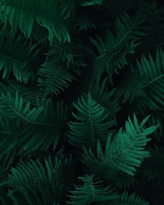 iPhone 14 Abstract iOS 16 Green 4K Wallpaper iPhone HD Phone #330h