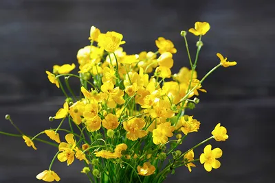 Желтые тюльпаны обои для рабочего стола, картинки и фото - RabStol.net