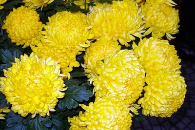Жёлтые розы скачать фото обои для рабочего стола (картинка 1 из 2)