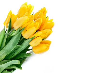 Цветы в саду весны желтые и выпятив на прекрасной голубой фон. Красочные  флористические обои на рабочий стол открытка. Свободное м Стоковое  Изображение - изображение насчитывающей пурпурово, цветок: 184789969