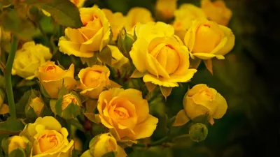 Обои розы, жёлтые на рабочий стол