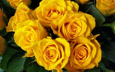 Обои Цветы Розы, обои для рабочего стола, фотографии цветы, розы, жёлтые  Обои для рабочего стола, скачать обои картинки заставки на рабочий стол.