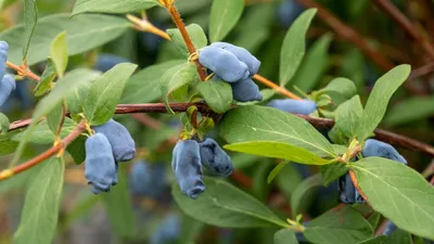 Жимолость плодовая Бочарская - Жимолость - GardenPlants