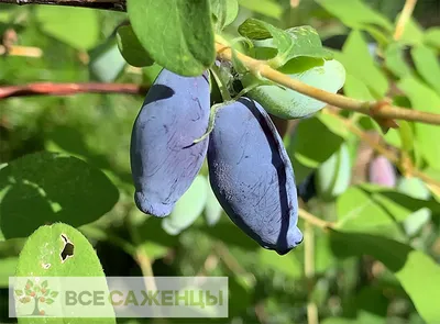 Жимолость Северная красавица (Boreal Beauty) — купите саженцы в контейнере  в Краснодаре - Прекраснодар — садовый центр в Краснодаре