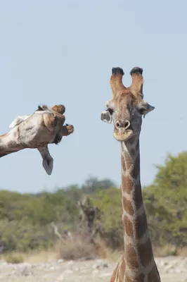 Обои на рабочий стол Смешной жираф корчит морду в камеру, обои для рабочего  стола, скачать обои, обои бесплатно