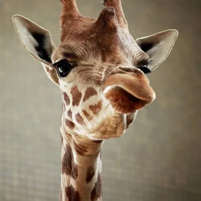 Жираф Ест Делает Смешные Лица стоковое фото ©SarahLouPhotography 647359498