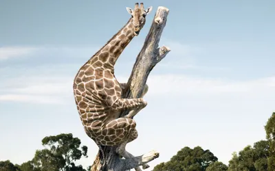 смешные лица жирафа в плену Стоковое Фото - изображение насчитывающей  ландшафт, парк: 232370090