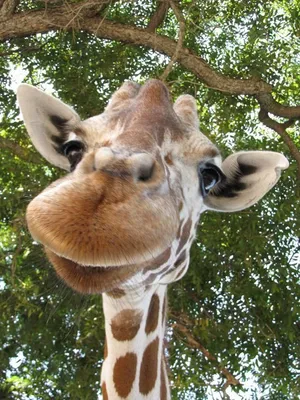 Жираф Создание Смешное Лицо Как Он Жует Понятие Животных В Зоопарке —  стоковые фотографии и другие картинки Австралия - Австралазия - iStock