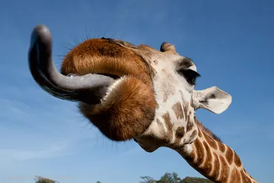 Жираф - предпосылка живой природы - смешные выражения от природы Стоковое  Изображение - изображение насчитывающей жизнь, здоровье: 40618107