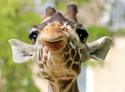 Маленький смешной жираф показывает …» — создано в Шедевруме