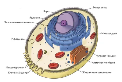 Животная клетка картинки