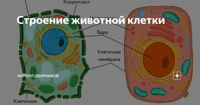 Животная клетка - ePuzzle фотоголоволомка