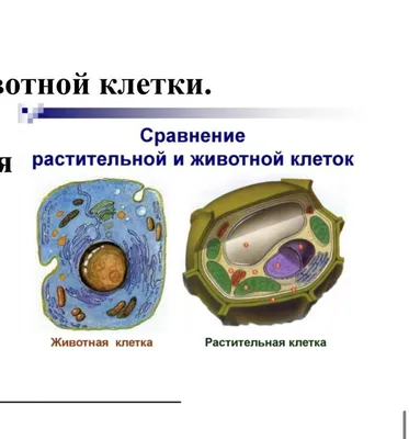 Каковы строение и функции соматических клеток животных? - Школьные  Знания.com