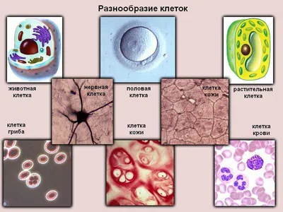 Клетка Рисунок Егэ (100 Фото)