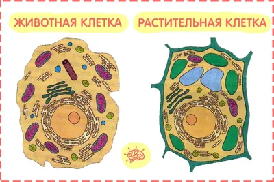 Чем отличается животная клетка от растительной? Помогите пожалуйста -  Школьные Знания.com