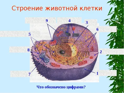 Раскраски животная клетка биология (55 фото) » Картинки, раскраски и  трафареты для всех - Klev.CLUB