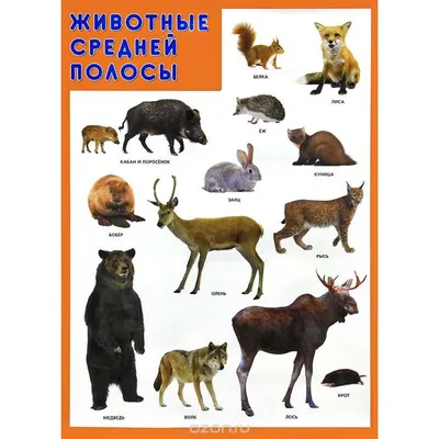 Животные Республики Беларусь
