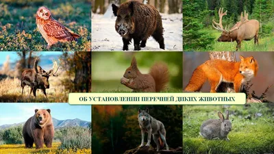 Читаем перед выходом в лес: Красная книга Беларуси | Планета Беларусь