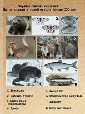 Кто помогает диким животным в Беларуси
