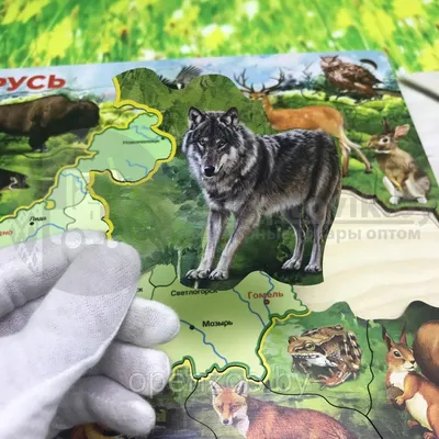 Убегать нельзя, а что тогда делать? Рост популяции бурого медведя  наблюдается в Беларуси