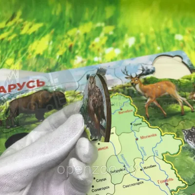 Раскраска Дикие животные в продаже на OZ.by, купить раскраски животных и  растений по выгодным ценам в Минске