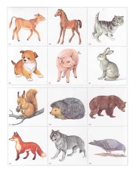 134 Бесплатных Картинок Животные для Обучения на Английском | PDF