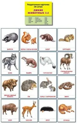 Картинки на английском - ДИКИЕ ЖИВОТНЫЕ - WILD ANIMALS | EnglishFish
