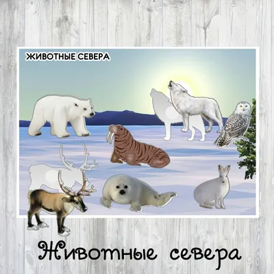 Макет \"Животные севера\" | Craft time, Artwork, Crafts