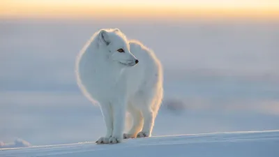 Какие уникальные животные живут на Южном полюсе?