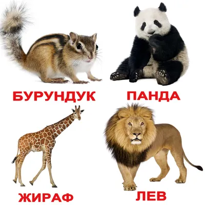 Животные украины картинки обои