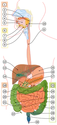 Желудочно-кишечный тракт человека — Википедия