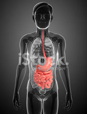 Анатомия Желудка Пищеварительной Системы Человека — стоковые фотографии и  другие картинки Пищевод - Пищевод, Рентгеновский снимок, Абстрактный -  iStock