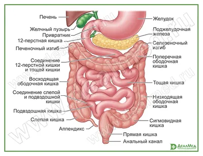 Как Расположены Внутренние Органы? Анатомия Человека + Картинки | Человек,  Анатомия человека, Здоровье