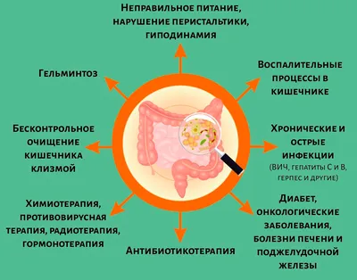 Желудочнокишечный Тракт Кишечник Кишки Желудок Изолированы На Белом Фоне Жкт  Колон Кишечник Медицина Биология Концепции — стоковая векторная графика и  другие изображения на тему Анатомия - iStock