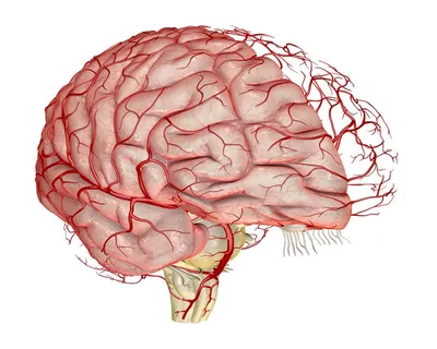 Пищеварительная система : нормальная анатомия | e-Anatomy