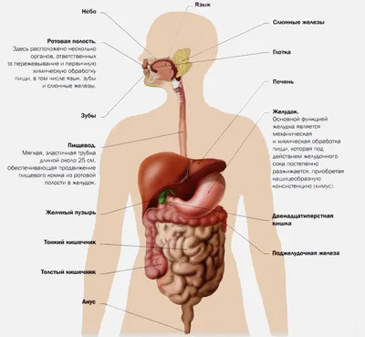 Анатомия желудочно-кишечного тракта (ЖКТ) | Meddoc