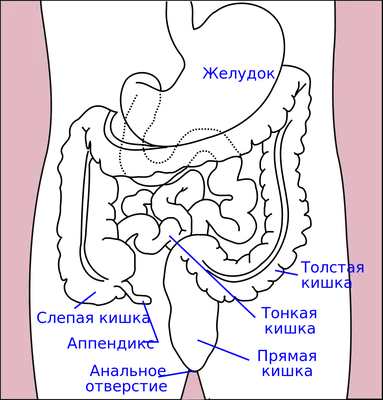 Кишечник — Википедия