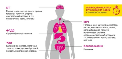 Функциональная анатомия и физиология желудочно-кишечного тракта (ЖКТ)