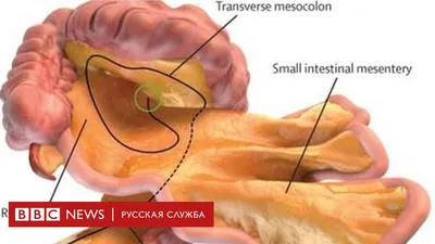 Скрининг - Онкоскрининг - Ранняя диагностика рака - Киев