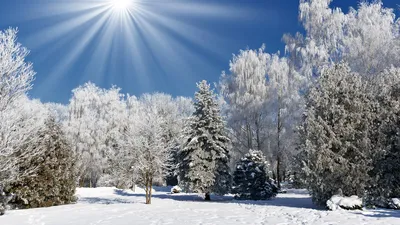 iPhoneXpapers.com | iPhone X wallpaper |  nx97-snow-winter-wood-tree-road-night-nature