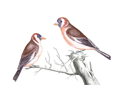 Рисунок акварелью \"Зимующие птицы\" Stock Illustration | Adobe Stock