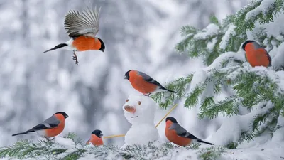 rgdb.ru - Эколекция «Зимующие птицы Москвы»