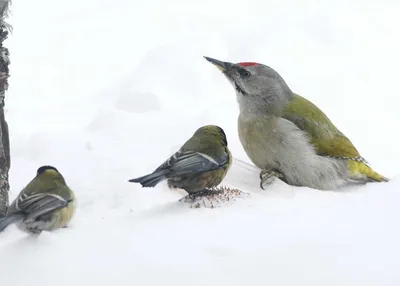 Зимующие птицы