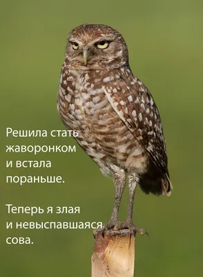 Злая сова врезалась в окно и подралась с воронами в Новосибирске -  Рамблер/новости