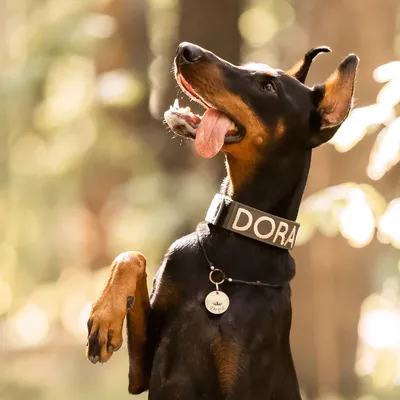 𝐓𝐇𝐔𝐆𝐁𝐑𝐁𝐈𝐄$♡ . | Scary dogs, Doberman pinscher dog, Doberman puppy