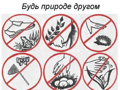 Защита леса от пожара в руках каждого: инструкция к действию