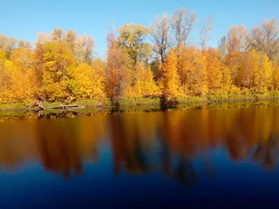 Золотая осень :: Нина северянка – Социальная сеть ФотоКто