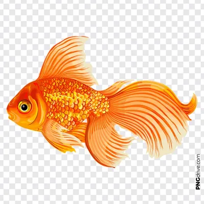 Pin by MaSha K on Birthday Party | Cartoon goldfish, Cartoon clip art, Fish  art