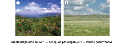 Окружающий мир. Зона степей. 1-4 классы: Таблица-плакат 420х297 • Лободина  Н. (сост.) – купить книгу по низкой цене, читать отзывы в Book24.ru •  Эксмо-АСТ • ISBN , p1570809